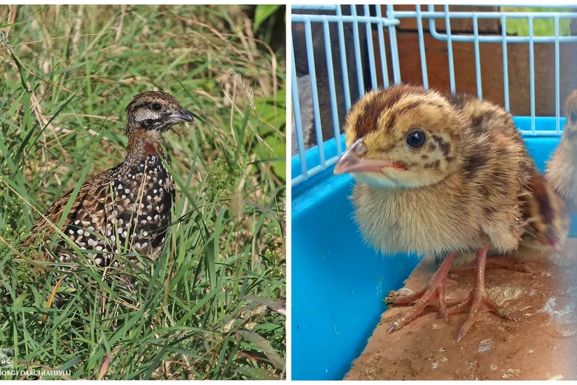 Azərbaycanlıların xilas etdiyi turaclar Tbilisi zooparkına verilib