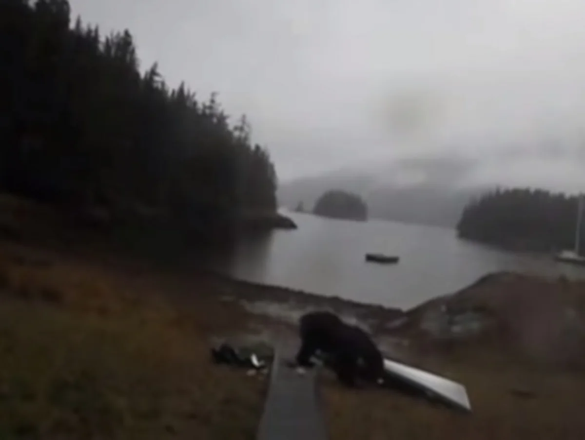 ​Медведь разломал каяк на глазах у путешественницы - ВИДЕО