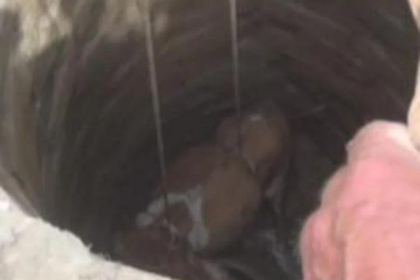 Ağdaşda su quyusuna düşən at xilas edilib