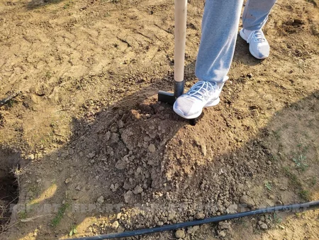 Xocasəndə 2000-dən çox müxtəlif cinsli ağac əkilib