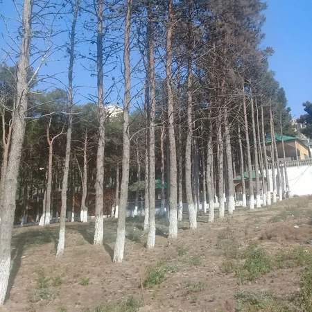 Nazirlik Bakıda ağacları məqsədli şəkildə məhv edən restoran sahibini 57 min 360 manat cərimələyib