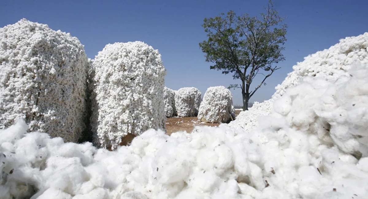 Azerbaijan's profit from cotton export down more than 7%