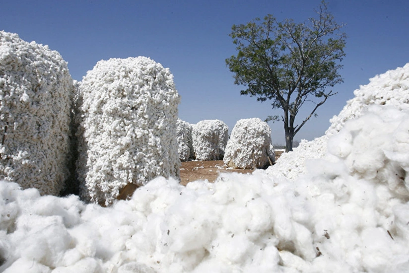 Azerbaijan's profit from cotton export down more than 7%