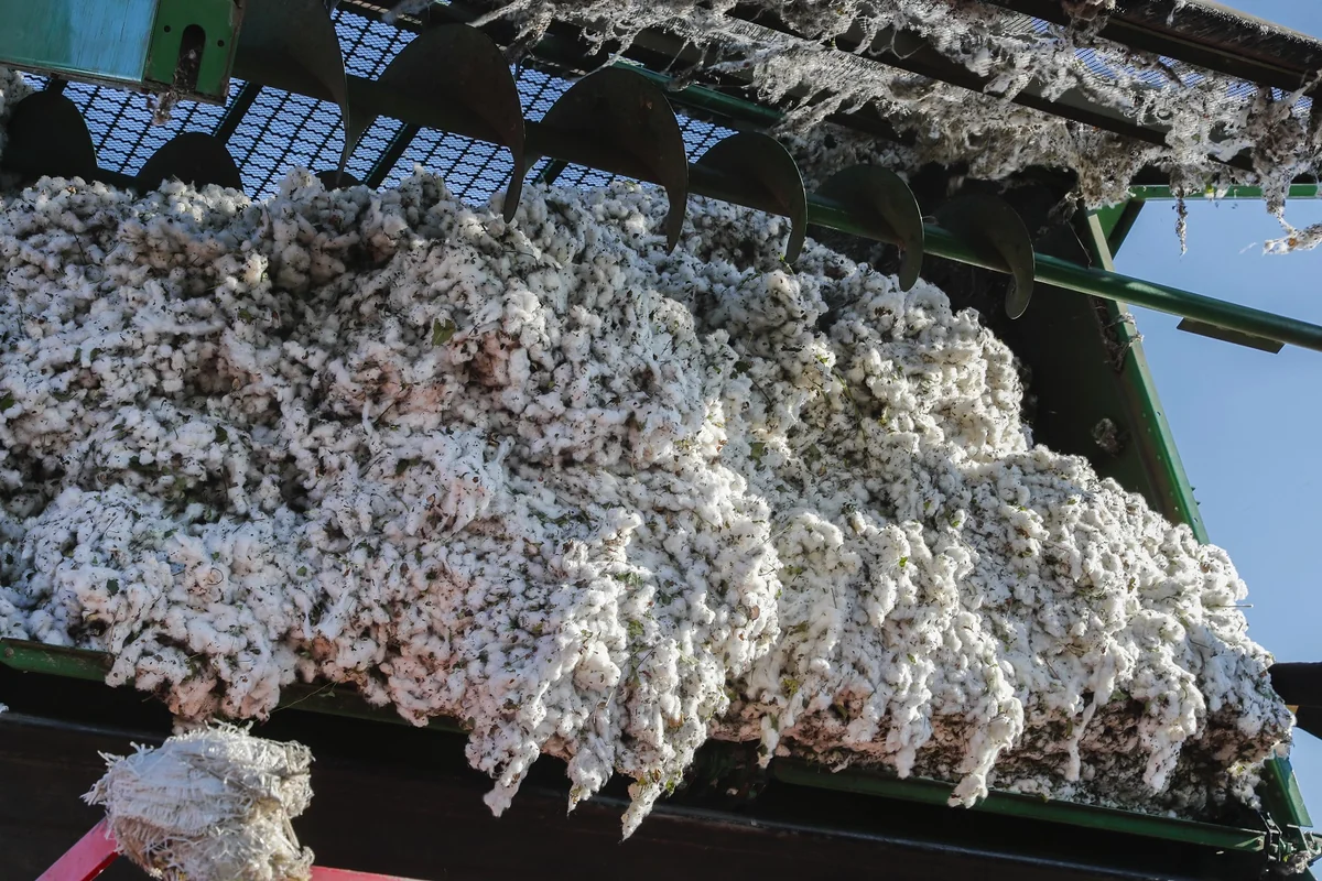 Salyanda 23,8 min tondan çox pambıq yığılıb