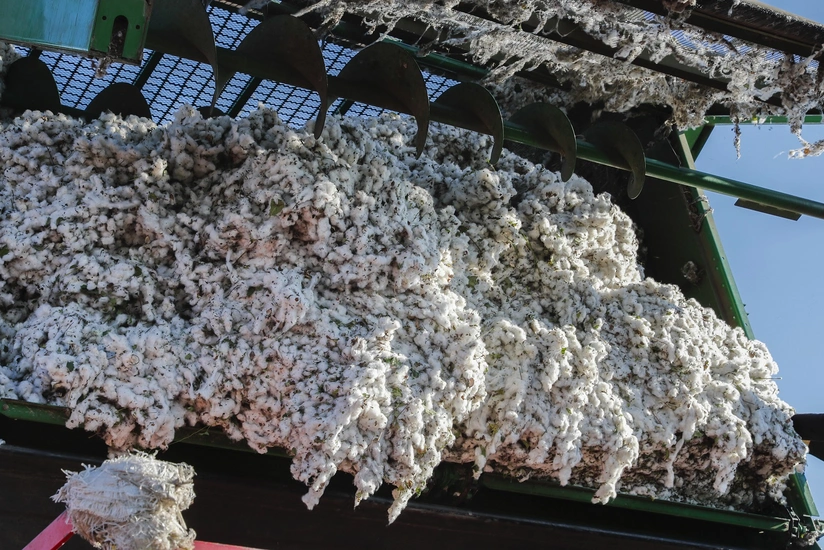 Salyanda 23,8 min tondan çox pambıq yığılıb