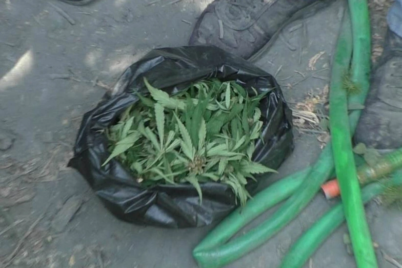 Zaqatalada narkotik becərən Balakən sakinləri ifşa olunub - FOTO