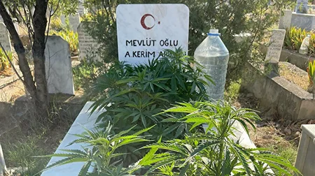 В Турции мужчина вырастил коноплю на могиле родственников