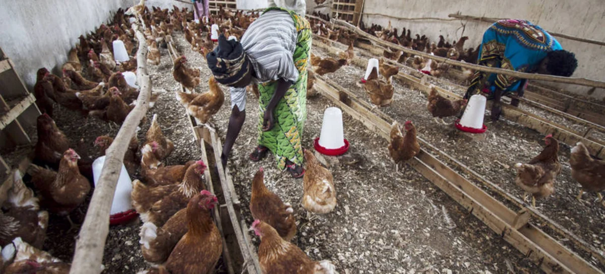 Ghana confirms bird-flu outbreak