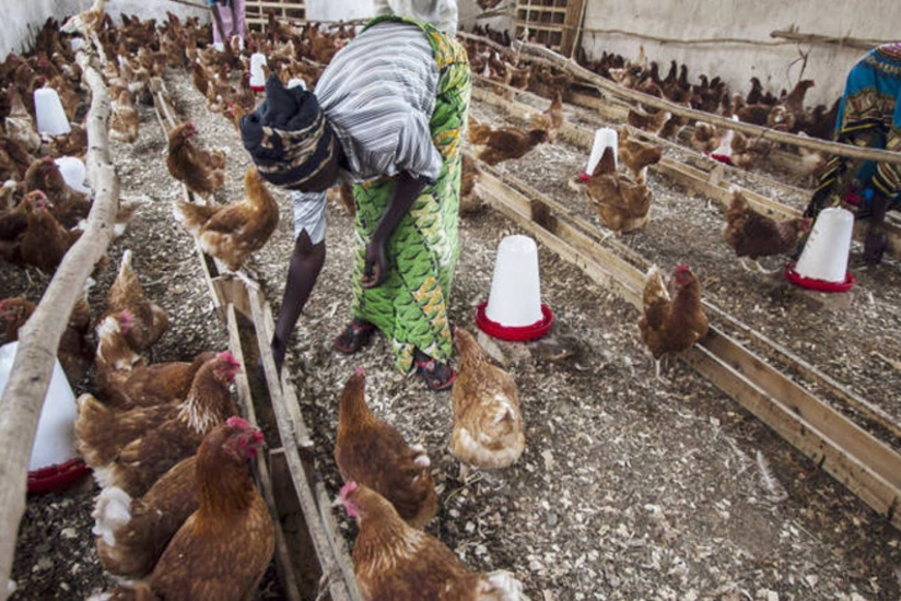 Ghana confirms bird-flu outbreak