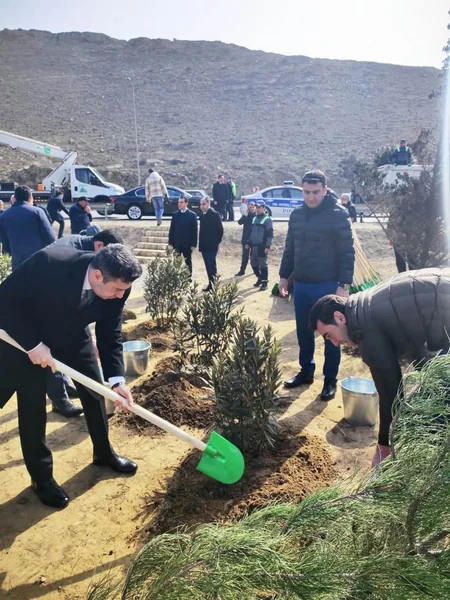 Bakı Şəhər İcra Hakimiyyəti ağacəkmə aksiyası keçirib