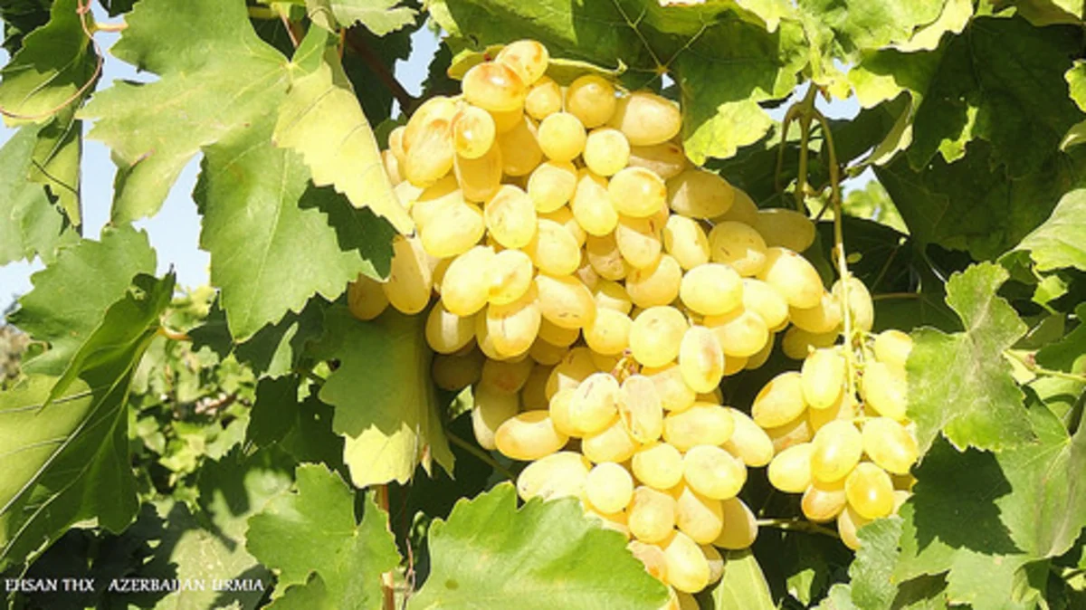 ​Azərbaycanın yerli üzüm genofondu məhv olmaq üzrədir