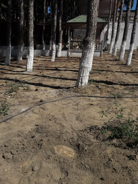 Nazirlik Bakıda ağacları məqsədli şəkildə məhv edən restoran sahibini 57 min 360 manat cərimələyib