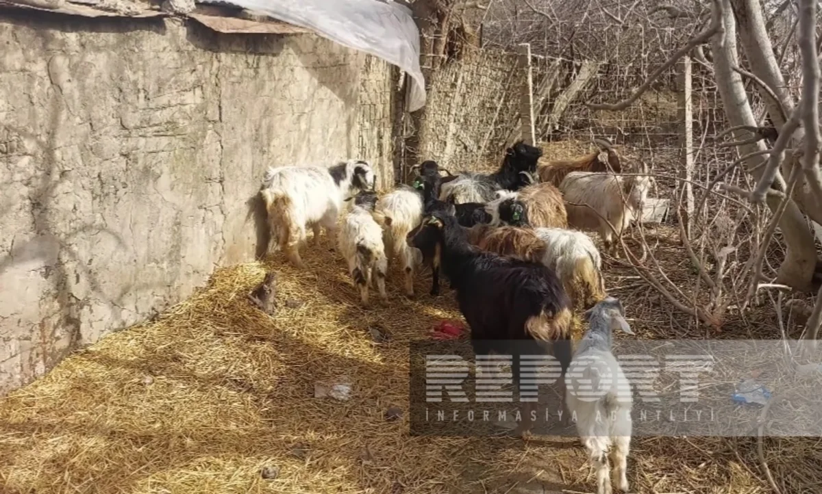 Cəlilabadda özünüməşğulluq proqramı çərçivəsində verilən heyvanlar xəstə olub?