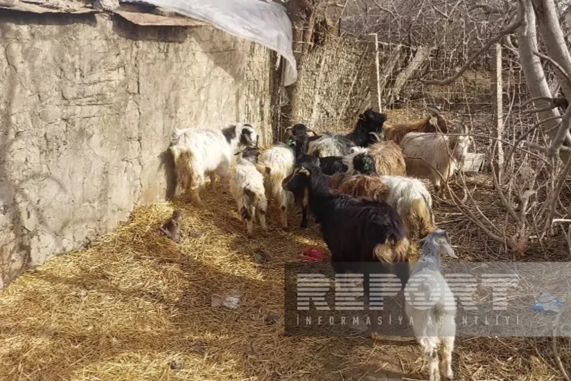 Cəlilabadda özünüməşğulluq proqramı çərçivəsində verilən heyvanlar xəstə olub?