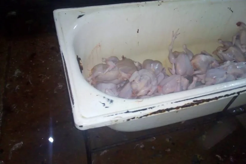 Bakıda anti-sanitar şəraitdə fəaliyyət göstərən daha bir toyuq sexi aşkarlanıb