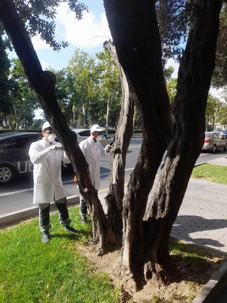 Bakının müxtəlif ərazilərindəki zeytun ağaclarında naməlum bakterial xəstəlik aşkarlanıb