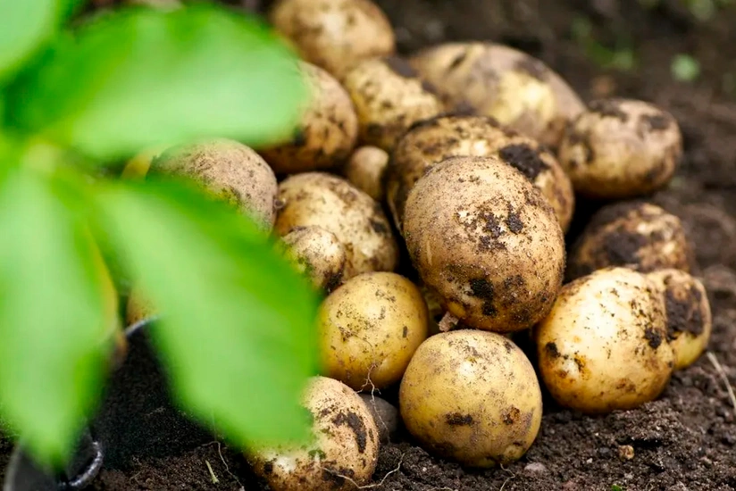 Cəlilabadda bu il kartofun məhsuldarlığı azalıb 