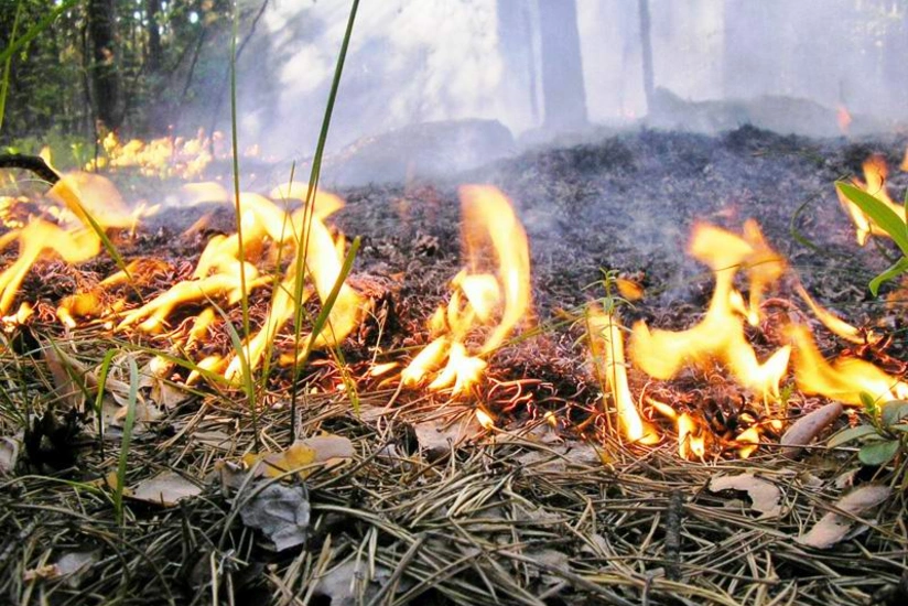 Fire breaks out in mined forest area in Fuzuli district
