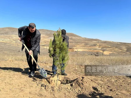 Cəbrayılda Ağıllı tingçilik ərazisində 200-dən çox şam ağacı əkilib