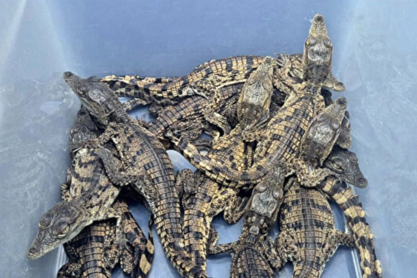 В Турции пресекли контрабанду редких нильских крокодилов и варанов из Египта