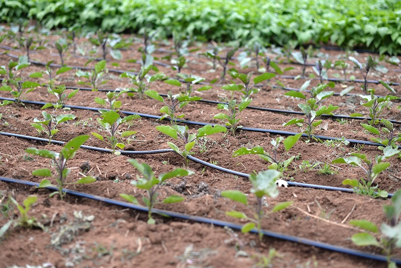 Dünya Bankı: Damcılı suvarma Azərbaycanda populyarlaşmaqdadır