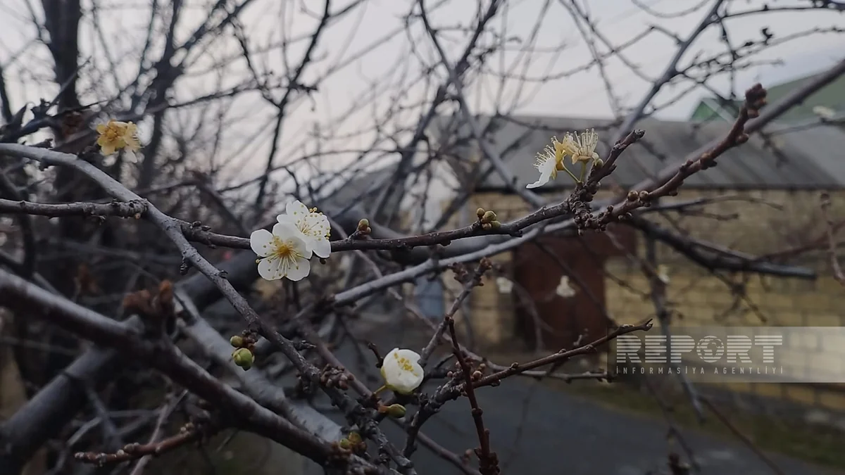 Oğuzda qeyri-adi təbiət hadisəsi: alça ağacı çiçək açıb