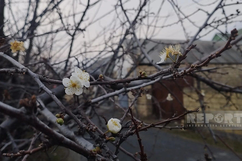 Oğuzda qeyri-adi təbiət hadisəsi: alça ağacı çiçək açıb