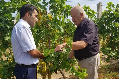 Kənd Təsərrüfatı Nazirliyi üzümçülərə təlim keçib