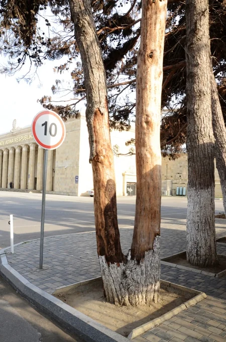 Bakıda ağaclar arasında yayılmış xəstəliklə bağlı araşdırmalar aparılıb