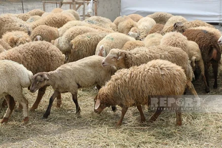 Bakıda Qurban kəsimi - FOTOREPORTAJ