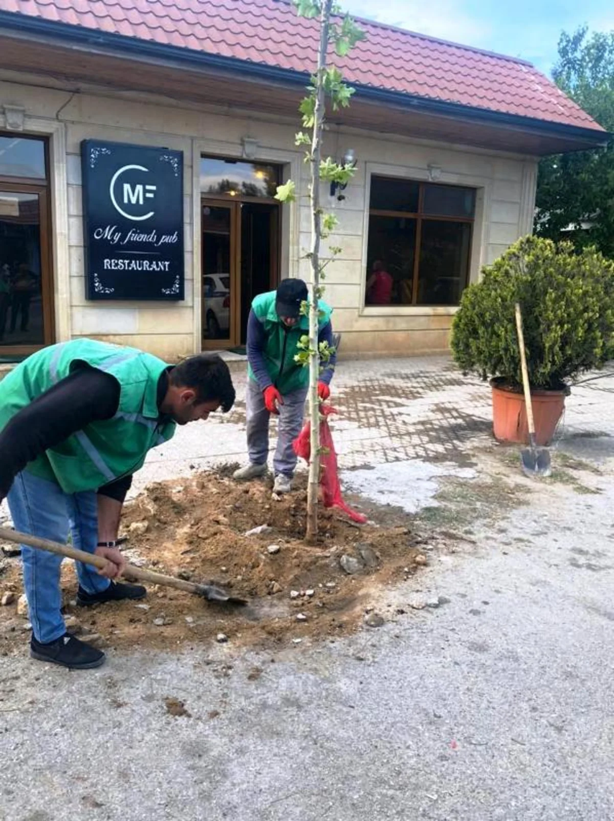 Bakıda ticarət obyektlərinin qarşısında ağacların qurudulmasının qarşısı alınıb
