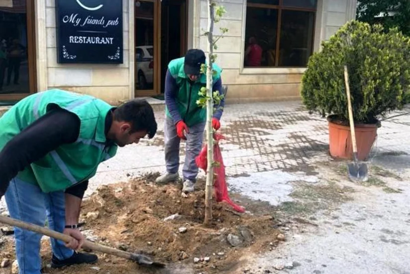 Bakıda ticarət obyektlərinin qarşısında ağacların qurudulmasının qarşısı alınıb