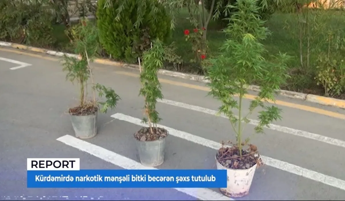 Kürdəmirdə narkotik mənşəli bitki becərən şəxs tutulub - VİDEO