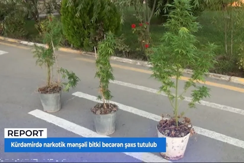 Kürdəmirdə narkotik mənşəli bitki becərən şəxs tutulub - VİDEO