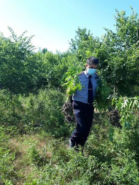 Azərbaycanda 2 hektar sahədə 1 ton narkotik bitki aşkarlandı - VİDEO