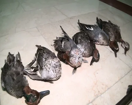 Kürdəmirdə qanunsuz ov edən şəxslər saxlanılıb