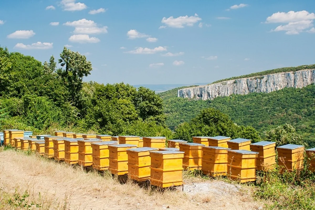 ABŞ-da yuvaları dağıdılan yarım milyon arı soyuqdan ölüb