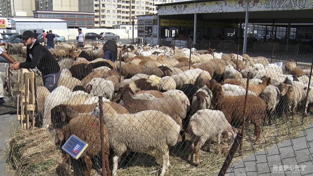 Bakıda heyvan kəsimi və satışı məntəqələrindən  - VİDEOREPORTAJ