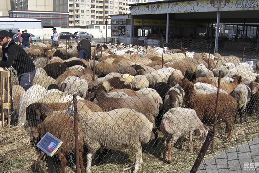 Bakıda heyvan kəsimi və satışı məntəqələrindən  - VİDEOREPORTAJ