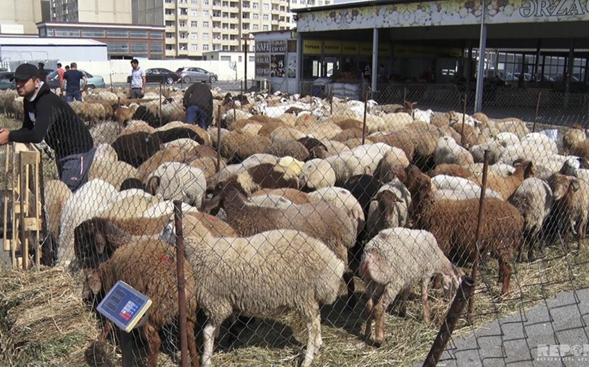 Bakıda heyvan kəsimi və satışı məntəqələrindən  - VİDEOREPORTAJ