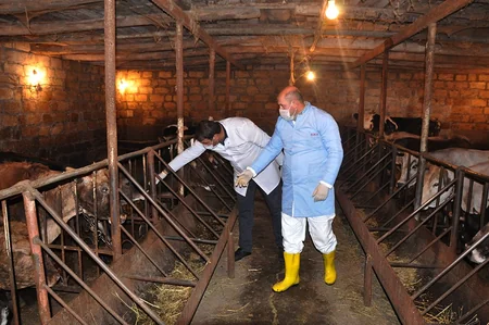 Gəncədə heyvanlar arasında iti yoluxucu xəstəliklərə qarşı profilaktik tədbirlər aparılır