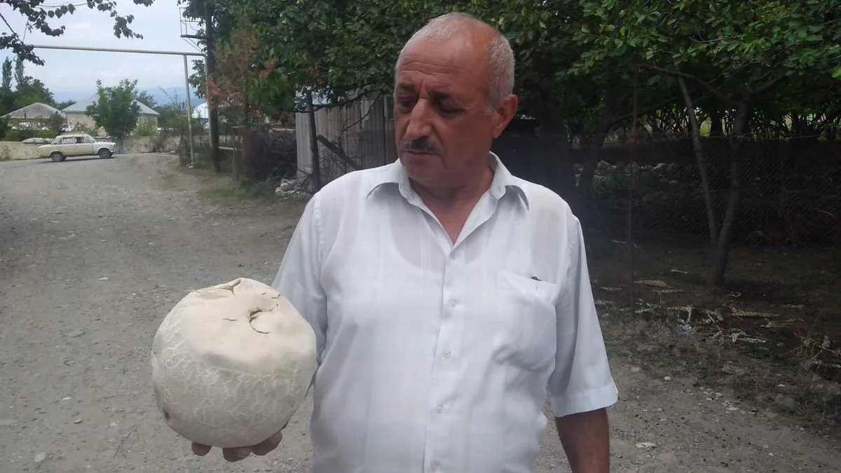 İsmayıllı sakini 3 kq-lıq göbələk tapıb