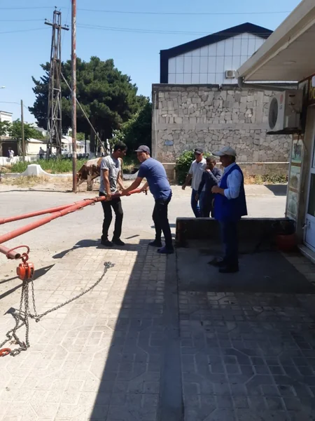 Suraxanıda reyd keçirilib, qanunsuz heyvan kəsimi və ət satışı məntəqələri aşkarlanıb
