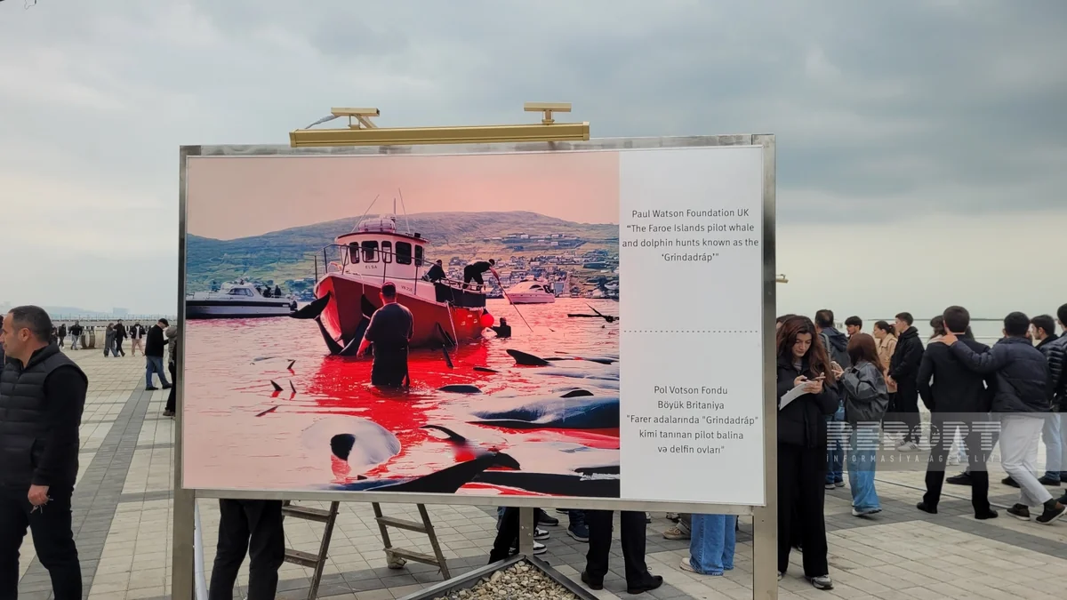 Bakıda sualtı dünya və dünya sularında yaşayan canlıların əhəmiyyətinə həsr olunan sərgi açılıb - YENİLƏNİB