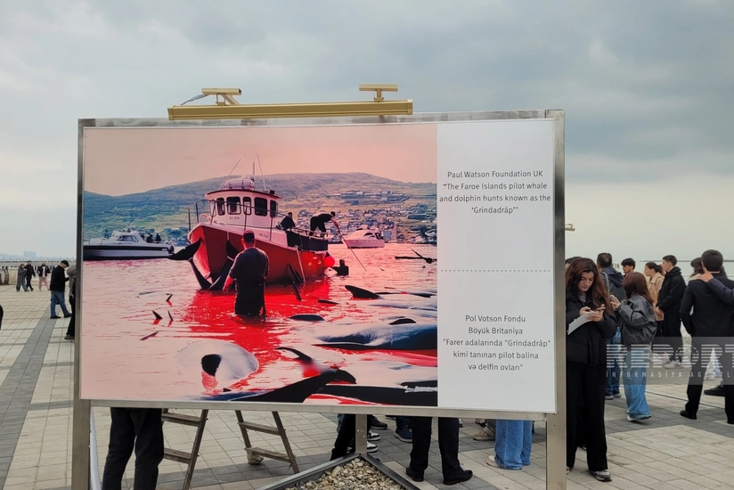 Bakıda sualtı dünya və dünya sularında yaşayan canlıların əhəmiyyətinə həsr olunan sərgi açılıb - YENİLƏNİB