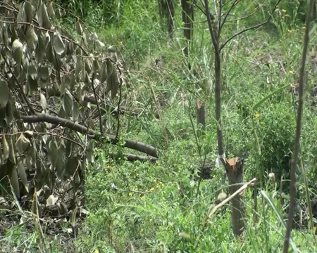 Göyçayda bir gecədə 60-dan çox meyvə ağacı kəsilib