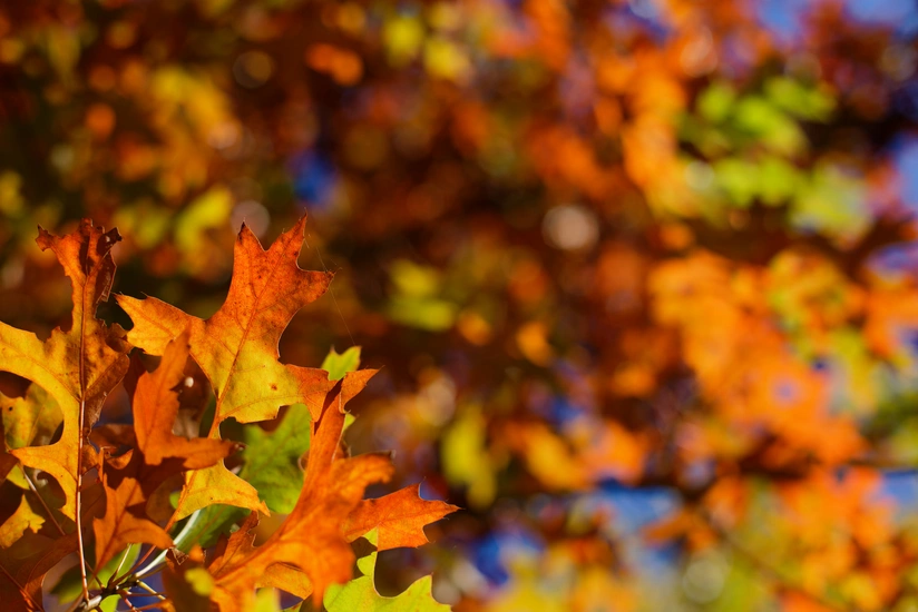Weather forecast for tomorrow in Azerbaijan announced