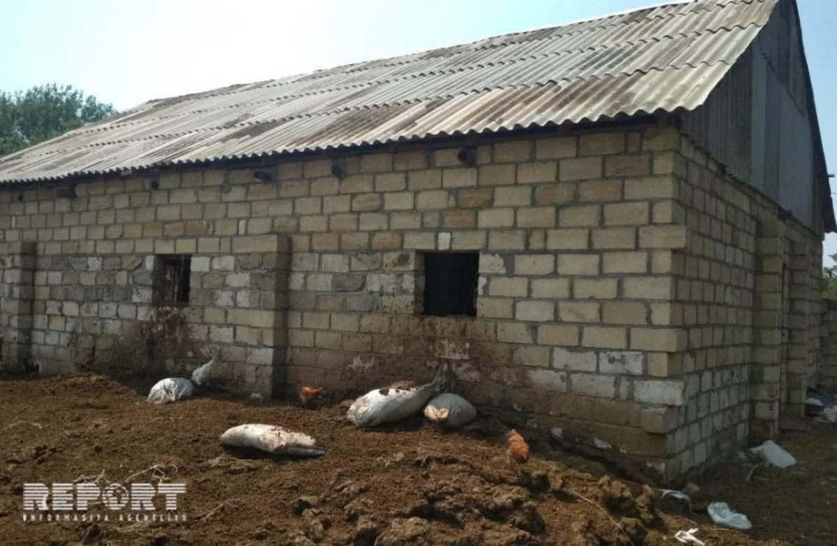 Bərdədə şəxsi təsərrüfatdan mal-qara oğurlanıb