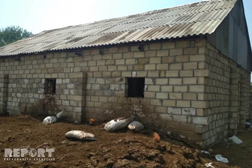 Bərdədə şəxsi təsərrüfatdan mal-qara oğurlanıb