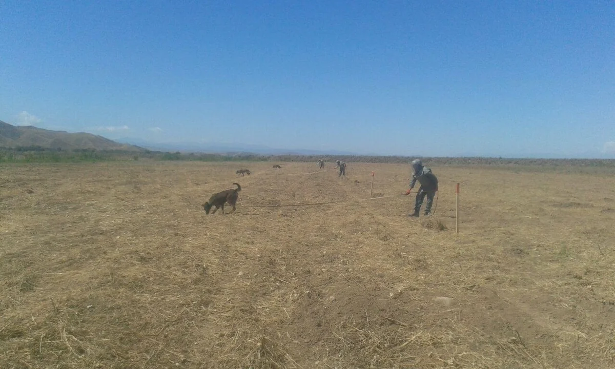 Cocuq Mərcanlıda 1063 ədəd qəlpə aşkarlanıb